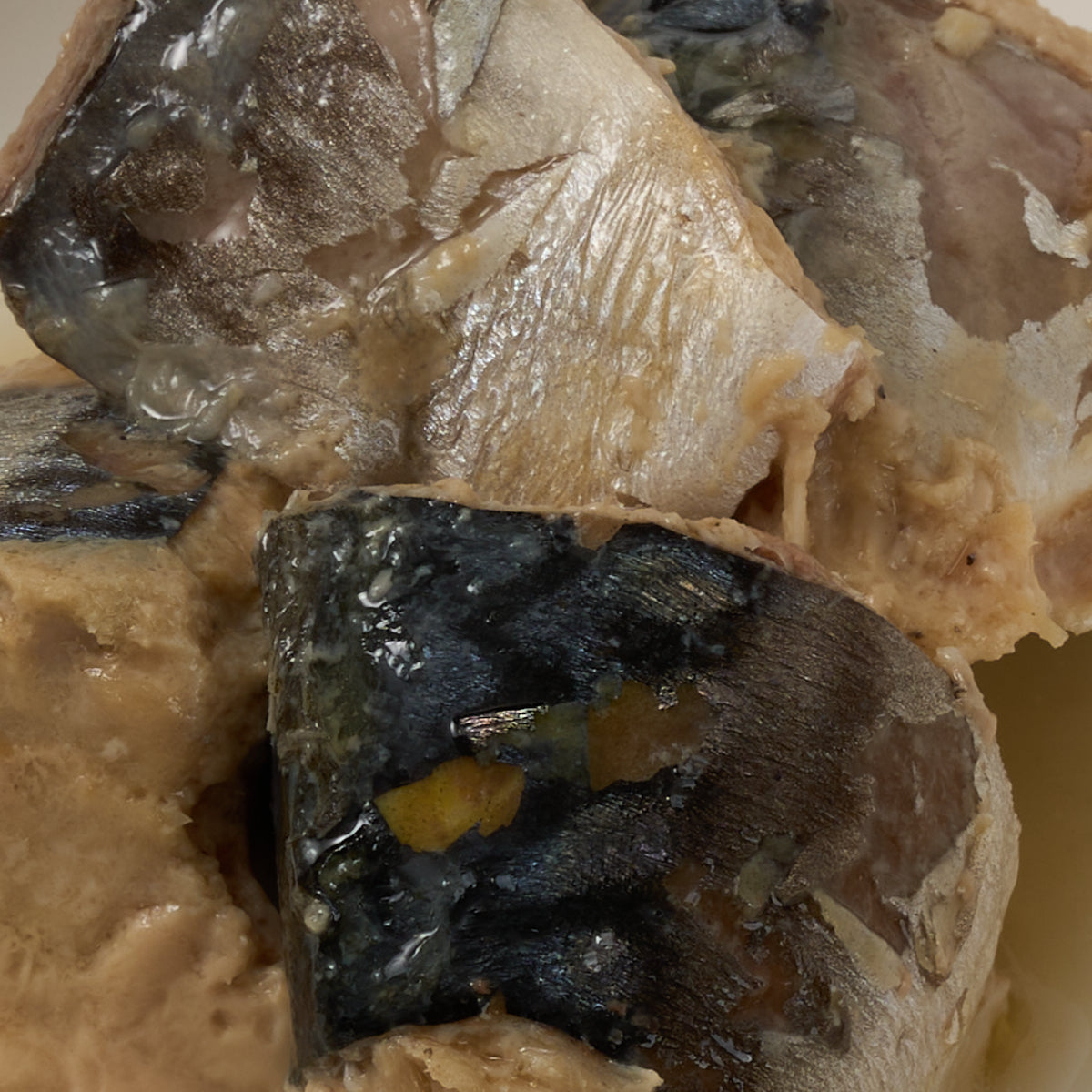 Aiko Chan Atlantic Mackerel in Water